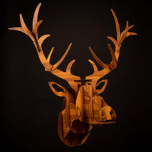 Deer Trophy Head - Medium - Glasseye Creek